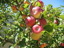 Apple Tree