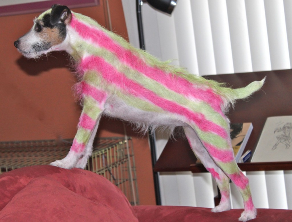 Rascal Zebra look