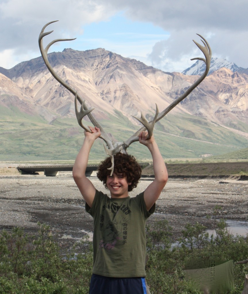 antlers