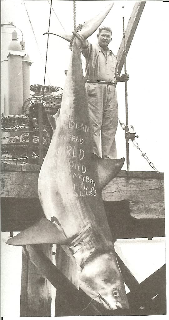 greatwiteshark004