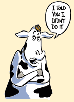 Chicago Cow
