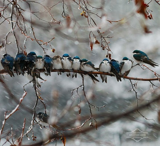 Snowy