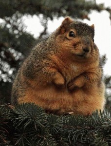 squirrels