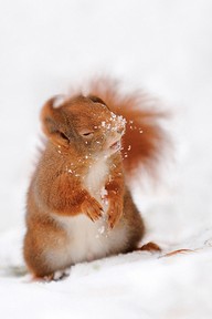 squirrel