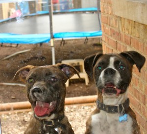 Scout and Tucker