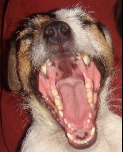 Rascal