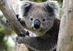 koala