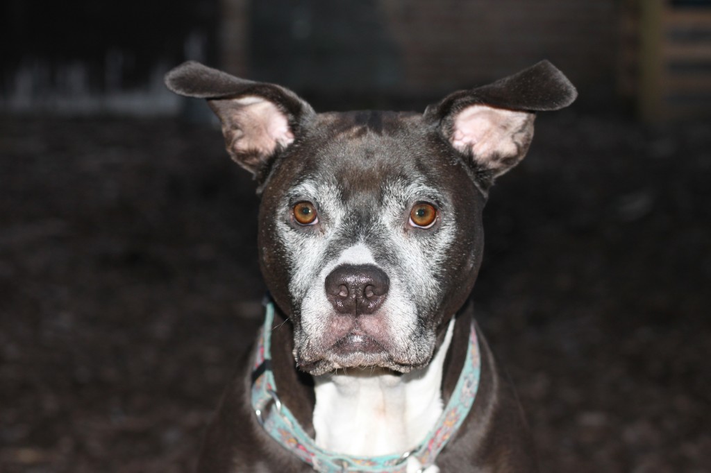 maggie-camp-run-a-pup