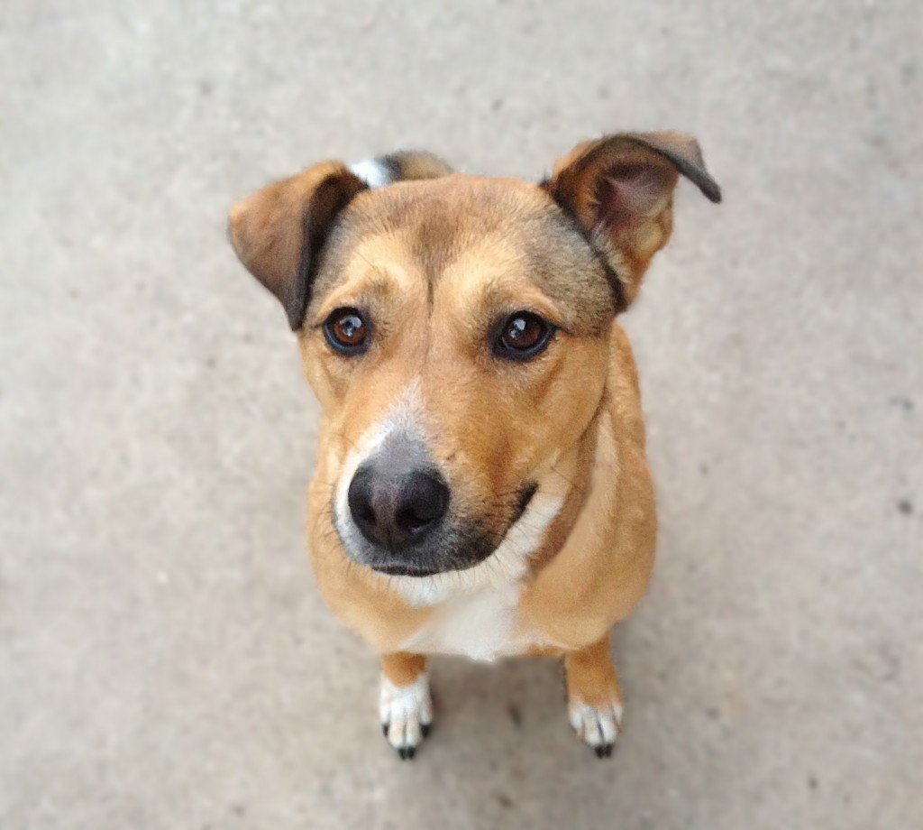 sophie-camp-run-a-pup