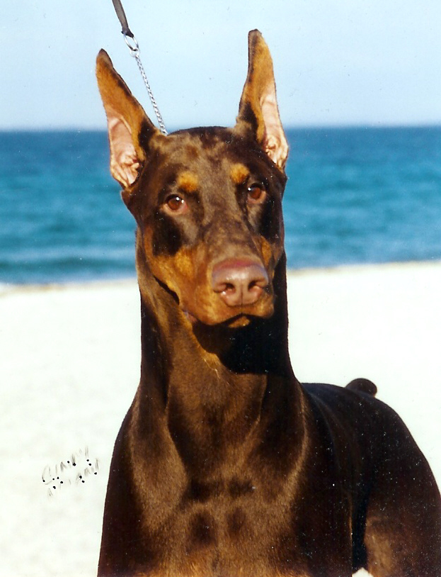 Ch. DIva's Northern Exposure (Moose)