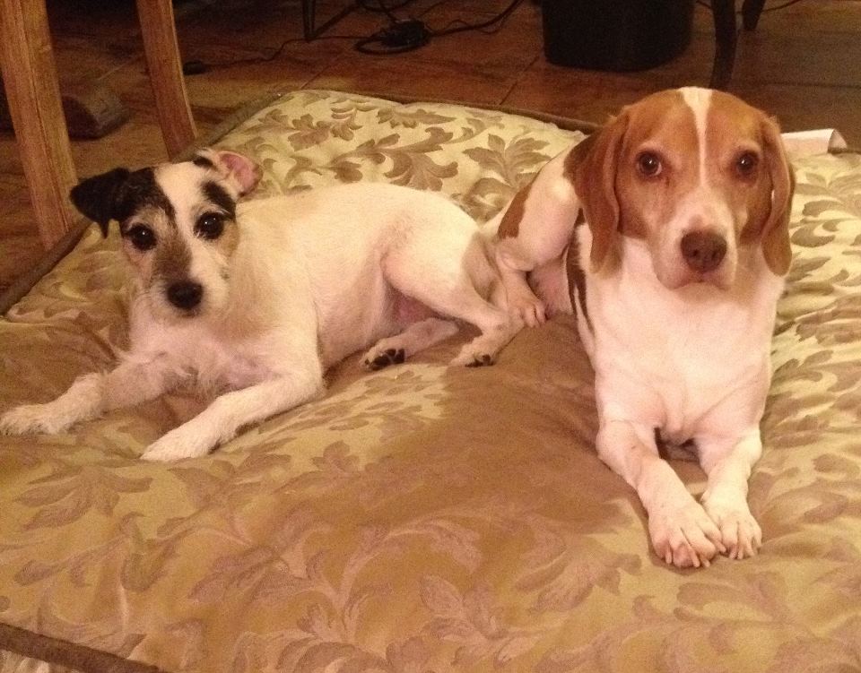 Scooby and Rascal