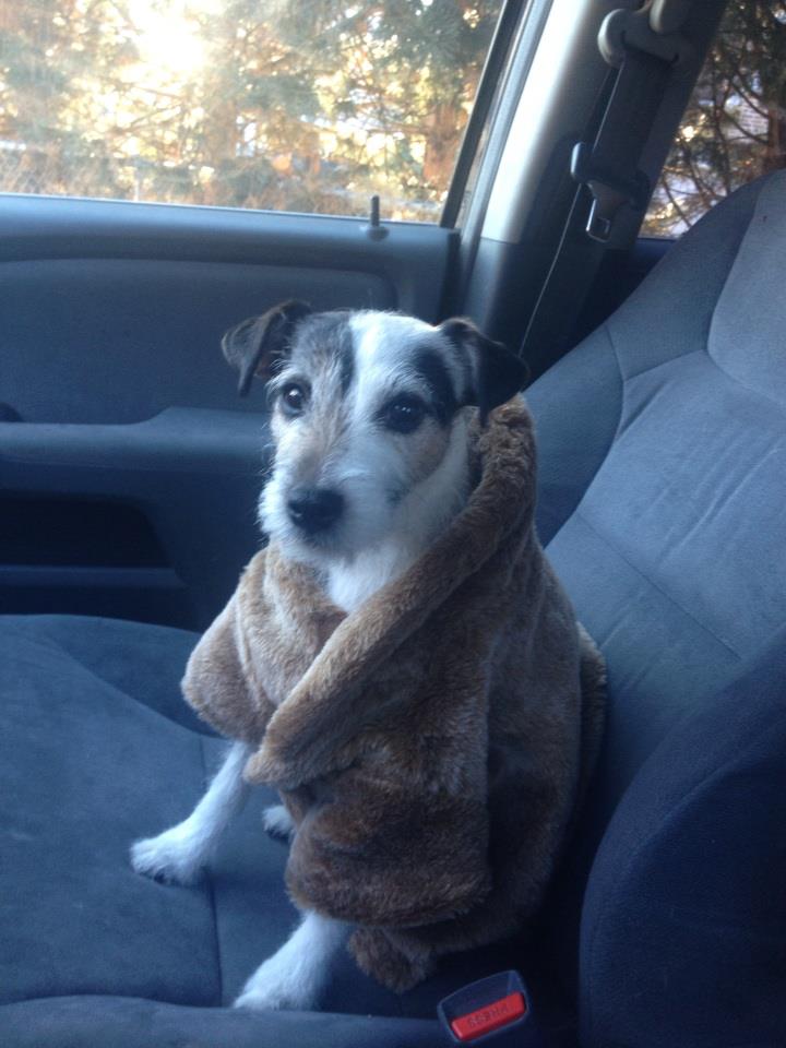 Jack Russell