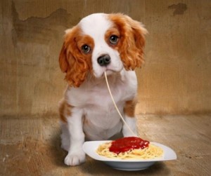 Funny-Italy-Pizza-And-Spaghetti-18