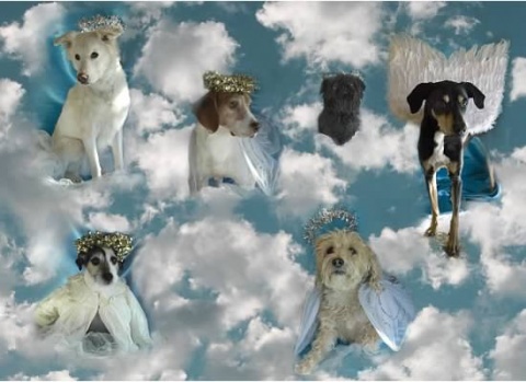 Heavenlydogs