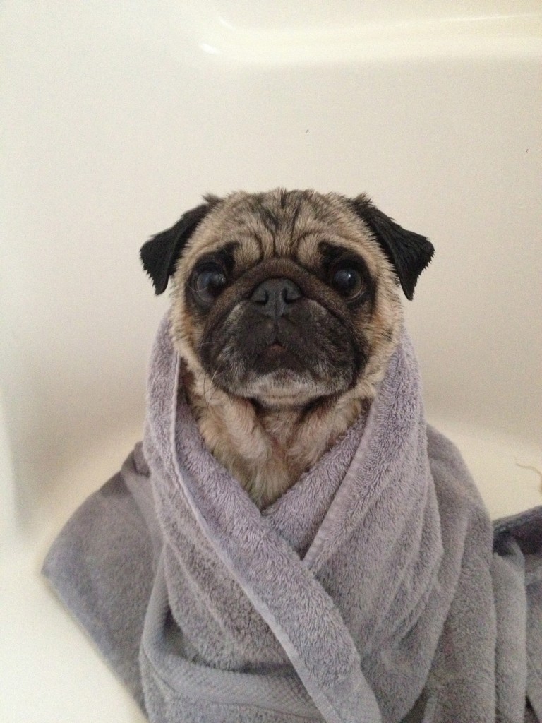 Pug