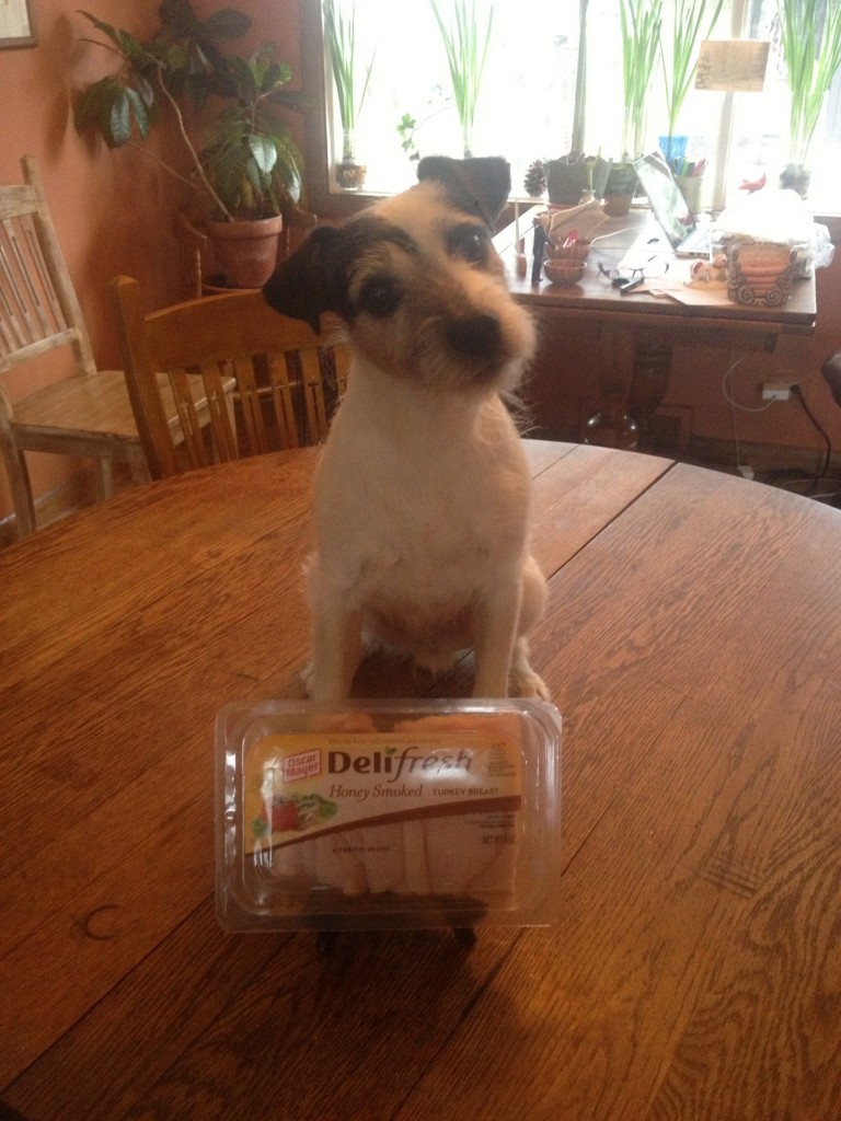 Jack Russell