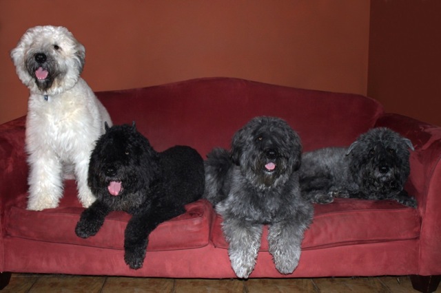 Leo-Lulu-Clover-Rosie
