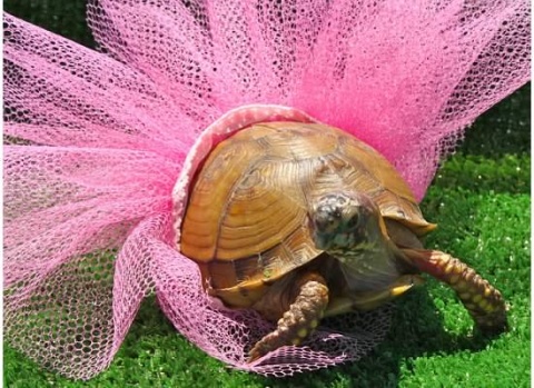 Turtle-in-a-tutu