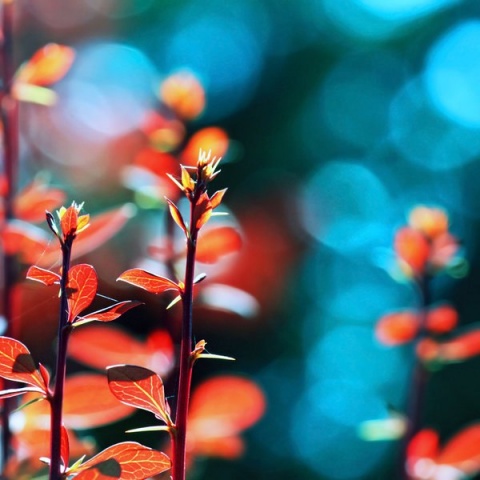 berries