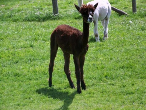 BABY ALPACA