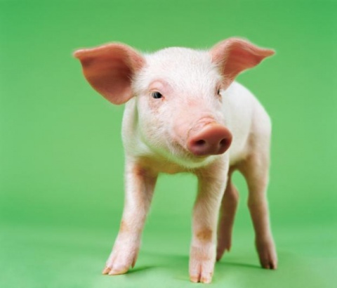 baby pig