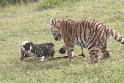 walk with a friend
