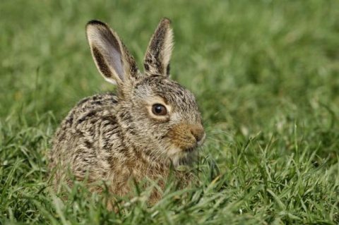 leveret