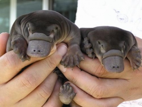 puggles