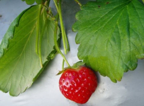 strawberry heart