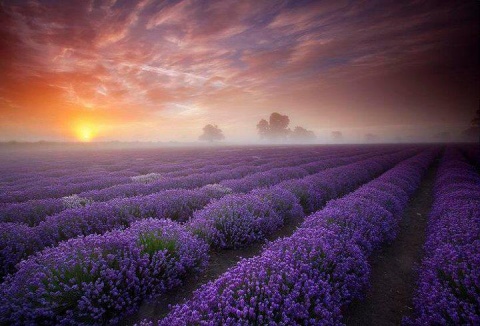 purple field