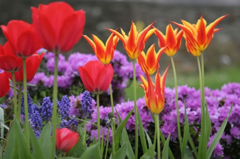 spring