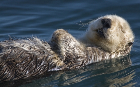 relaxing otter