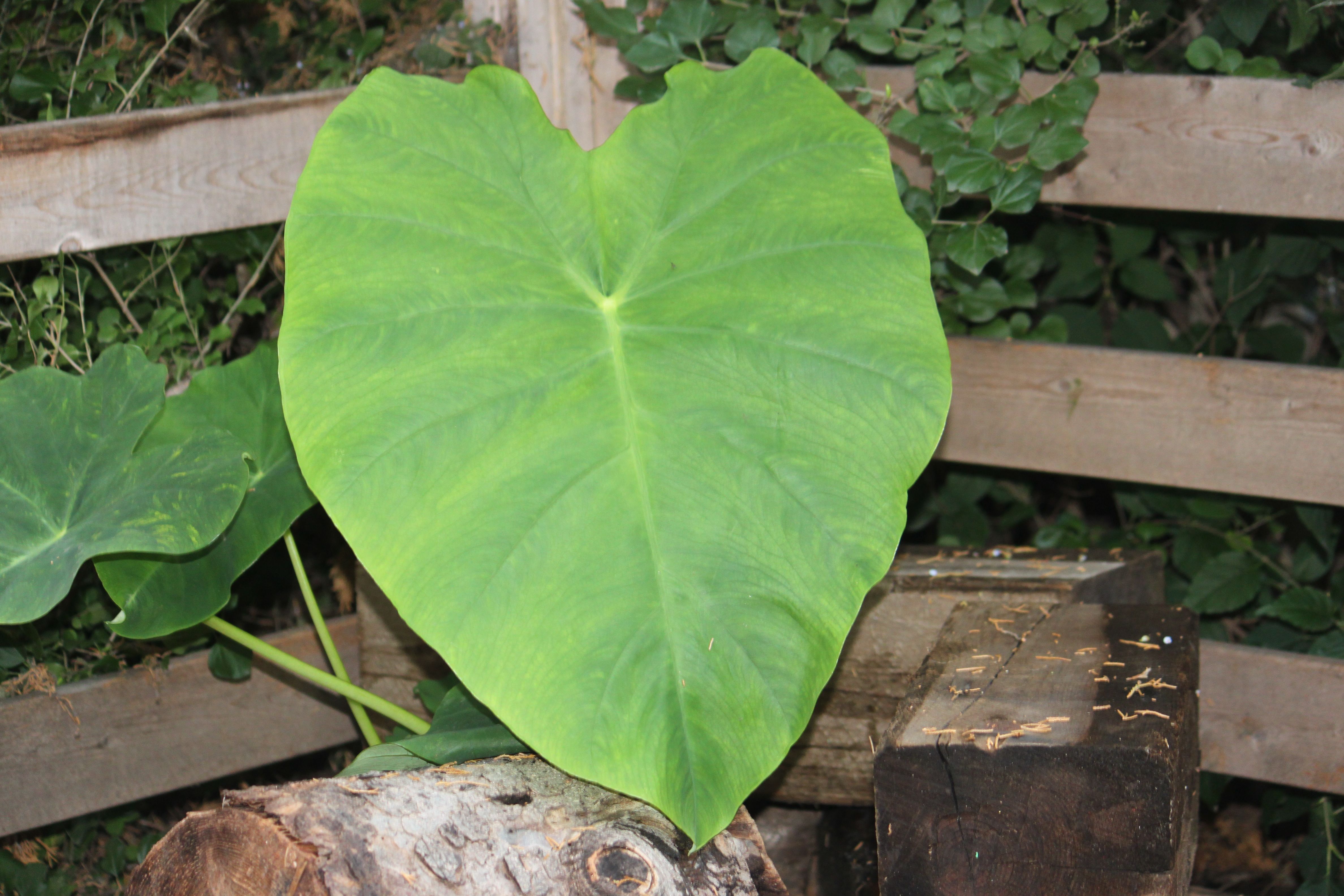 elephant ear toy